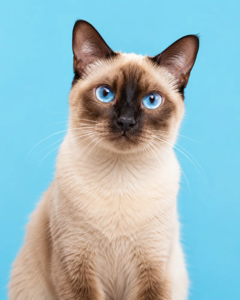 Gato siamês de olhos azuis sobre fundo azul